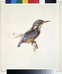Study of a Kingfisher, with dominant Reference to Colour